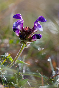 Prunella grandiflora (Lamiaceae)  - Brunelle à grandes fleurs - Large-flowered Selfheal Marne [France] 09/10/2010 - 240m