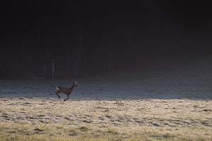 Capreolus capreolus (Cervidae)  - Chevreuil européen, Chevreuil, Brocard (mâle), Chevrette (femelle) - Roe Deer  [France] 05/03/2011 - 160m