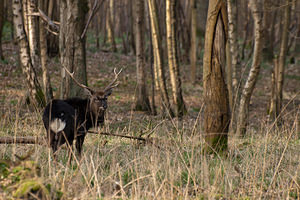 Cervus nippon (Cervidae)  - Cerf sika - Sika Deer Pas-de-Calais [France] 12/03/2011 - 110m