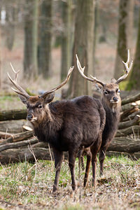 Cervus nippon (Cervidae)  - Cerf sika - Sika Deer Pas-de-Calais [France] 12/03/2011 - 100m