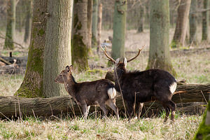 Cervus nippon (Cervidae)  - Cerf sika - Sika Deer Pas-de-Calais [France] 12/03/2011 - 100m