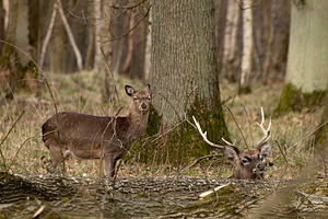 Cervus nippon (Cervidae)  - Cerf sika - Sika Deer Pas-de-Calais [France] 12/03/2011 - 110m