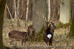 Cervus nippon (Cervidae)  - Cerf sika - Sika Deer Pas-de-Calais [France] 12/03/2011 - 110m