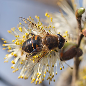 Eristalis tenax (Syrphidae)  - Eristale gluante, Mouche pourceau Nord [France] 20/03/2011 - 20m