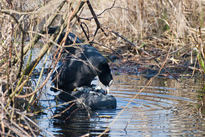 Fulica atra (Rallidae)  - Foulque macroule - Common Coot Nord [France] 20/03/2011 - 20m