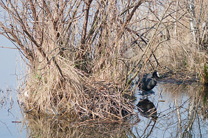 Fulica atra (Rallidae)  - Foulque macroule - Common Coot Nord [France] 20/03/2011 - 20m