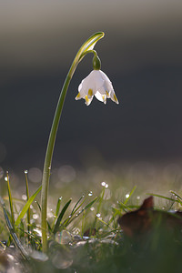 Leucojum vernum (Amaryllidaceae)  - Nivéole de printemps, Nivéole printanière - Spring Snowflake  [France] 05/03/2011 - 170m