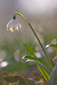 Leucojum vernum (Amaryllidaceae)  - Nivéole de printemps, Nivéole printanière - Spring Snowflake  [France] 05/03/2011 - 170m