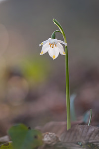 Leucojum vernum (Amaryllidaceae)  - Nivéole de printemps, Nivéole printanière - Spring Snowflake  [France] 05/03/2011 - 160m