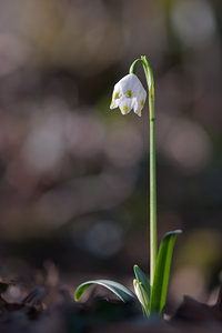 Leucojum vernum (Amaryllidaceae)  - Nivéole de printemps, Nivéole printanière - Spring Snowflake  [France] 05/03/2011 - 160m