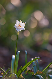 Leucojum vernum (Amaryllidaceae)  - Nivéole de printemps, Nivéole printanière - Spring Snowflake  [France] 06/03/2011 - 170m