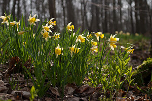 Narcissus pseudonarcissus (Amaryllidaceae)  - Narcisse faux narcisse, Jonquille des bois, Jonquille, Narcisse trompette Pas-de-Calais [France] 12/03/2011 - 100m