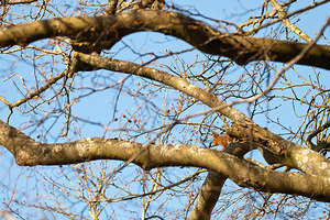 Sciurus vulgaris (Sciuridae)  - Écureuil roux - Eurasian Red Squirrel Ardennes [France] 06/03/2011 - 200m