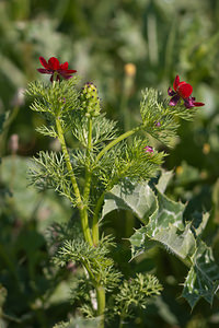 Adonis annua (Ranunculaceae)  - Adonis annuel, Adonis d'automne, Goutte-de-sang - Pheasant's-eye Erdialdea / Zona Media [Espagne] 27/04/2011 - 350m