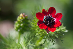 Adonis annua Adonis annuel, Adonis d'automne, Goutte-de-sang Pheasant's-eye