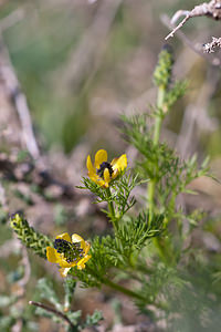 Adonis microcarpa (Ranunculaceae)  - Adonis à petits fruits Erribera / Ribera [Espagne] 28/04/2011 - 360m