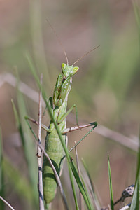 Ameles picteti (Mantidae)  Erdialdea / Zona Media [Espagne] 27/04/2011 - 500m