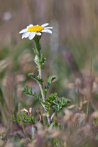 Anacyclus clavatus Anthémide en massue