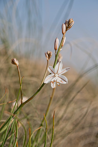 Asphodelus fistulosus (Asphodelaceae)  - Asphodèle fistuleux - Hollow-stemmed Asphodel Erribera / Ribera [Espagne] 29/04/2011 - 290m