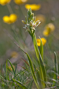 Dactylorhiza insularis (Orchidaceae)  - Orchis de Corse, Dactylorhize de Corse Metropolialdea / Area Metropolitana [Espagne] 26/04/2011 - 970m