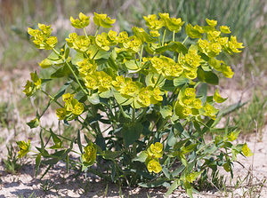 Euphorbia serrata (Euphorbiaceae)  - Euphorbe dentée Cinco Villas [Espagne] 30/04/2011 - 580m