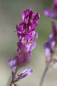 Hedysarum boveanum subsp. europaeum (Fabaceae)  - Hédysarum d'Europe, Sainfoin humble, Sainfoin d'Europe Erribera / Ribera [Espagne] 29/04/2011 - 360m