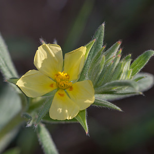 Helianthemum salicifolium (Cistaceae)  - Hélianthème à feuilles de saule Erdialdea / Zona Media [Espagne] 27/04/2011 - 520m