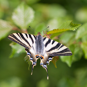 Iphiclides feisthamelii (Papilionidae)  - Voilier blanc, Flambé mérodional, Flambé du Roussillon Irunerria / Comarca de Pamplona [Espagne] 26/04/2011 - 450m