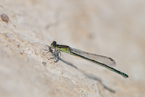 Ischnura graellsii (Coenagrionidae)  - Agrion de Graells Erribera / Ribera [Espagne] 28/04/2011 - 370m