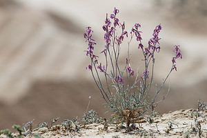 Matthiola fruticulosa (Brassicaceae)  - Matthiole en buisson, Giroflée buissonnante, Matthiole buissonnante, Matthiole ligneuse - Sad Stock Erribera / Ribera [Espagne] 29/04/2011 - 360m