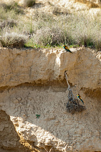 Merops apiaster (Meropidae)  - Guêpier d'Europe - European Bee-eater Erribera / Ribera [Espagne] 28/04/2011 - 360m