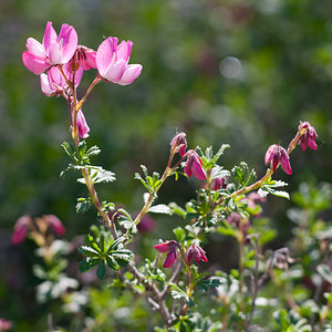 Ononis fruticosa (Fabaceae)  - Bugrane ligneuse, Bugrane buissonnante Cinco Villas [Espagne] 30/04/2011 - 630m