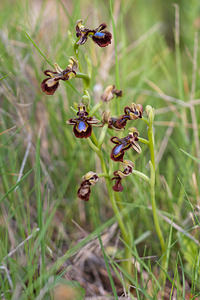 Ophrys speculum (Orchidaceae)  - Ophrys miroir, Ophrys cilié Erdialdea / Zona Media [Espagne] 28/04/2011 - 400m