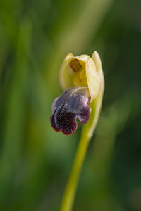 Ophrys vasconica (Orchidaceae)  - Ophrys de Gascogne, Ophrys du pays Basque Montejurra [Espagne] 30/04/2011 - 760m
