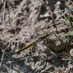 Orthetrum cancellatum (Libellulidae)  - Orthétrum réticulé - Black-tailed Skimmer Erdialdea / Zona Media [Espagne] 27/04/2011 - 350m