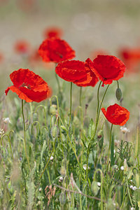 Papaver rhoeas (Papaveraceae)  - Coquelicot, Grand coquelicot, Pavot coquelicot - Common Poppy Erdialdea / Zona Media [Espagne] 28/04/2011 - 390m