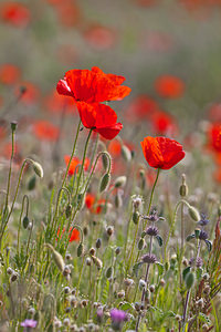 Papaver rhoeas (Papaveraceae)  - Coquelicot, Grand coquelicot, Pavot coquelicot - Common Poppy Erdialdea / Zona Media [Espagne] 28/04/2011 - 400m