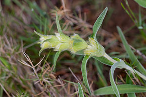 Phlomis lychnitis (Lamiaceae)  - Phlomide lychnite, Phlomis lychnite, Lychnite Aude [France] 24/04/2011 - 30m
