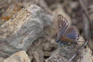 Pseudophilotes baton (Lycaenidae)  - Azuré du Thym, Azuré de la Sariette, Argus du Thym, Argus pointillé Irunerria / Comarca de Pamplona [Espagne] 26/04/2011 - 430m