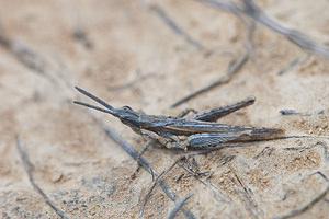 Pyrgomorpha conica (Pyrgomorphidae)  - Criquet printanier, Truxale rosée, Pyrgomorphe à tête conique Erribera / Ribera [Espagne] 29/04/2011 - 340m