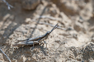 Pyrgomorpha conica (Pyrgomorphidae)  - Criquet printanier, Truxale rosée, Pyrgomorphe à tête conique Erribera / Ribera [Espagne] 29/04/2011 - 340m