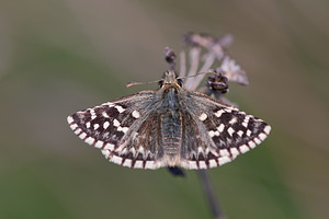 Pyrgus malvoides (Hesperiidae)  - Tacheté austral, Hespérie de l'Aigremoine, Hespérie de la Mauve du Sud Metropolialdea / Area Metropolitana [Espagne] 26/04/2011 - 990m