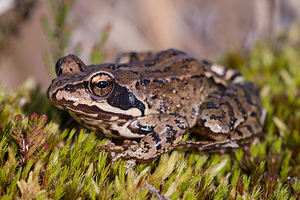 Rana temporaria (Ranidae)  - Grenouille rousse - Grass Frog Correze [France] 18/04/2011 - 790m