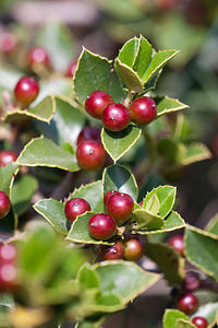 Rhamnus alaternus (Rhamnaceae)  - Nerprun alaterne - Mediterranean Buckthorn Cinco Villas [Espagne] 30/04/2011 - 550m