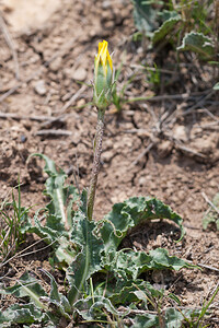 Scorzonera hispanica subsp. crispatula (Asteraceae)  - Scorsonère crépue, Scorsonère à feuilles crispées Cinco Villas [Espagne] 30/04/2011 - 630m