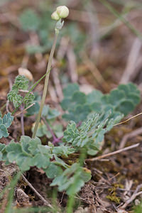 Thalictrum tuberosum (Ranunculaceae)  - Pigamon tubéreux Irunerria / Comarca de Pamplona [Espagne] 26/04/2011 - 430m