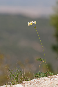 Thalictrum tuberosum (Ranunculaceae)  - Pigamon tubéreux Cinco Villas [Espagne] 30/04/2011 - 630m