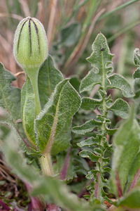 Urospermum dalechampii (Asteraceae)  - Urosperme de Daléchamps, Salsifis de Daléchamps Aude [France] 22/04/2011 - 150m