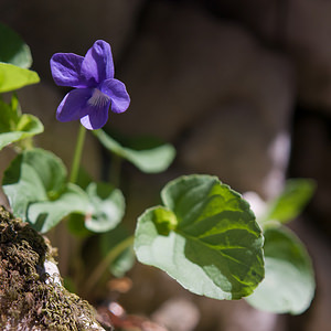 Viola reichenbachiana (Violaceae)  - Violette de Reichenbach, Violette des bois - Early Dog-violet Gard [France] 20/04/2011 - 440m