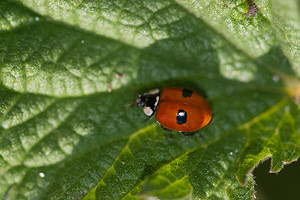 Adalia bipunctata (Coccinellidae)  - Coccinelle à deux points - Two-spot Ladybird Marne [France] 25/05/2011 - 80m